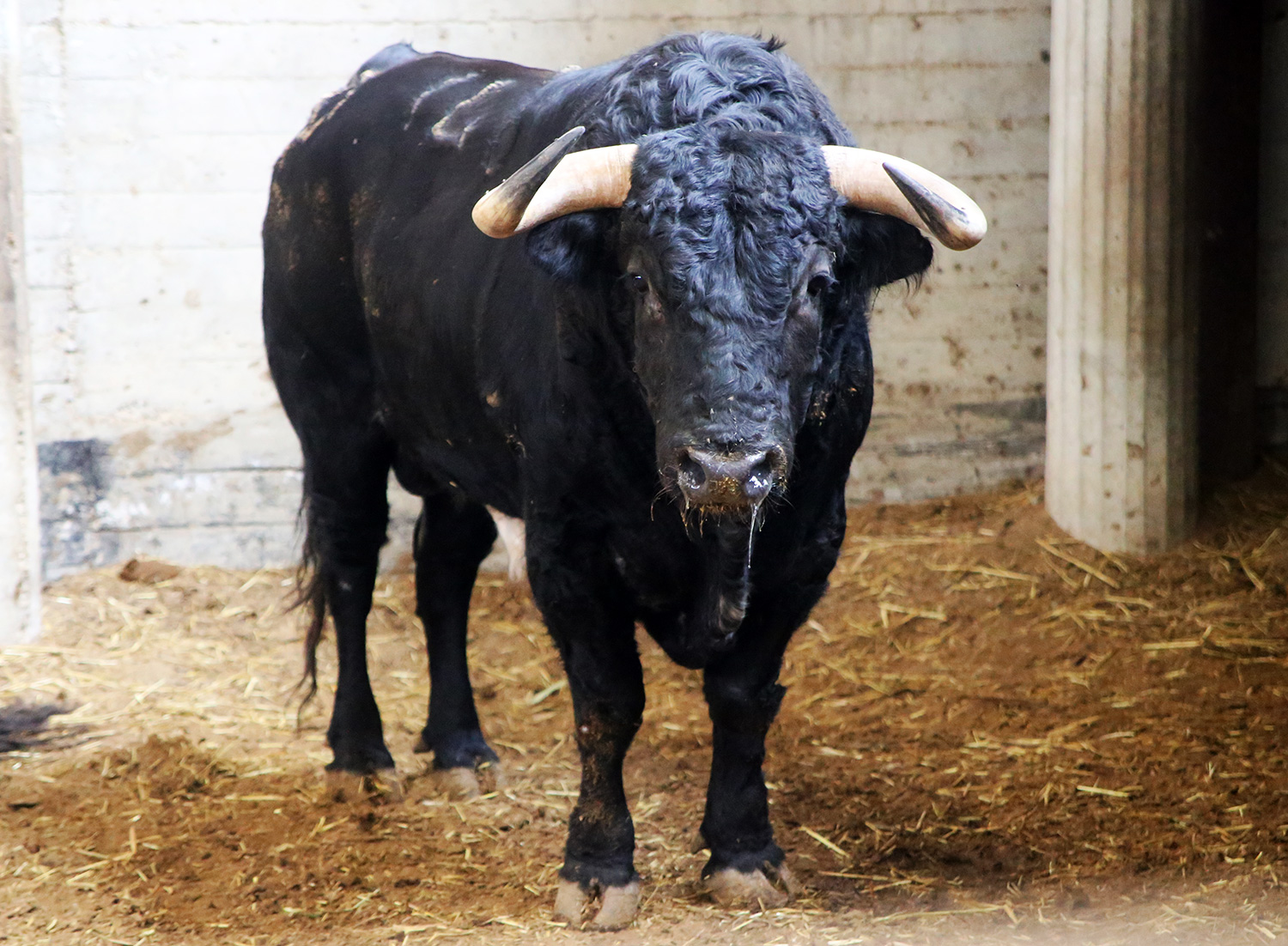 Sorteo. Zaragoza, 13 de octubre de 2018