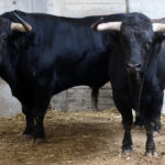 Sorteo. Zaragoza, 13 de octubre de 2018