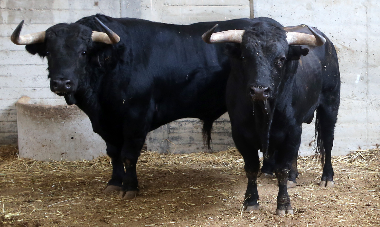 Sorteo. Zaragoza, 13 de octubre de 2018