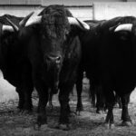 Sorteo. Zaragoza, 13 de octubre de 2018