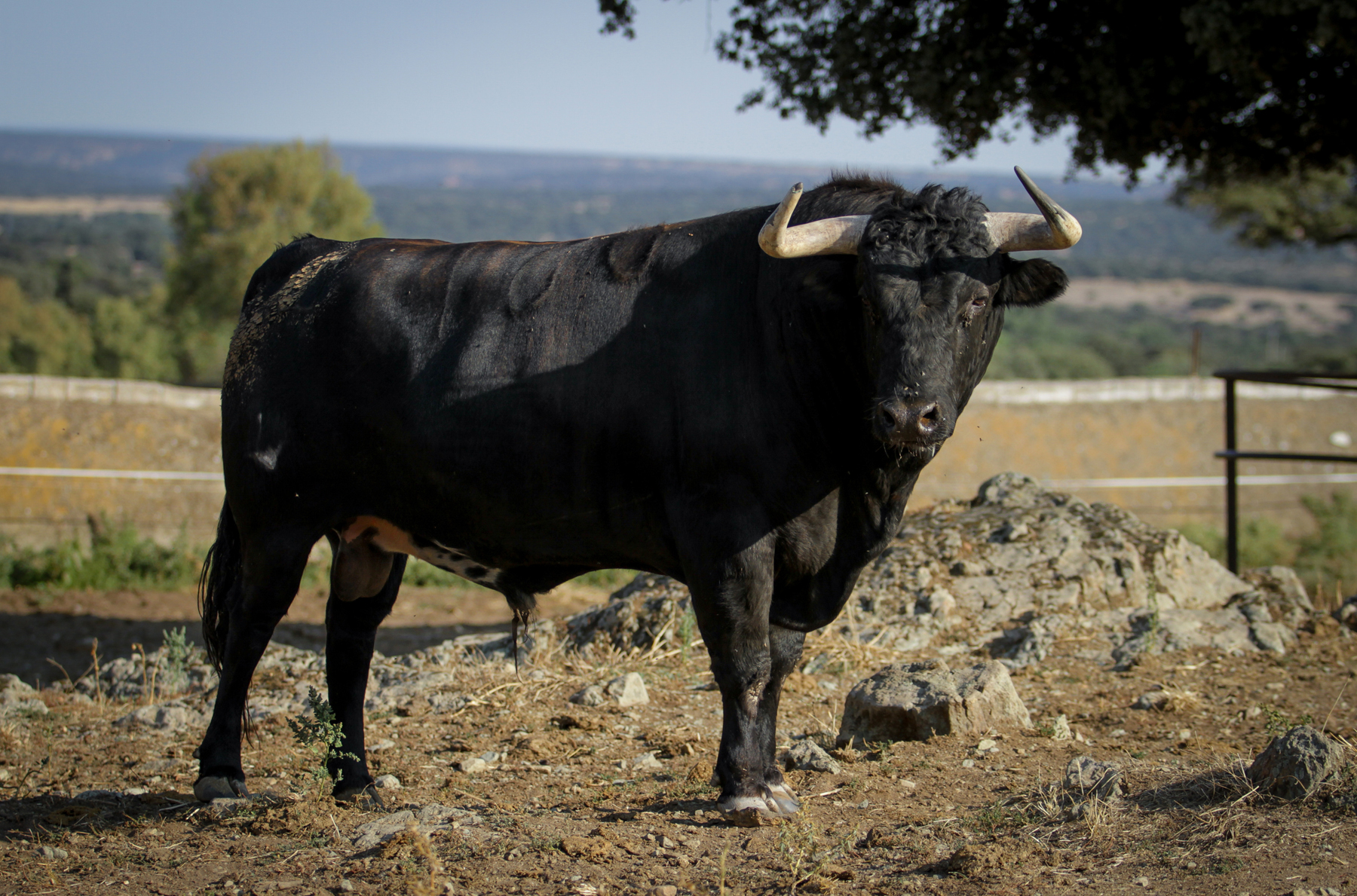 Toros de Puerto de San Lorenzo para Zaragoza