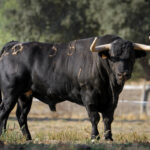 Toros de Puerto de San Lorenzo para Zaragoza