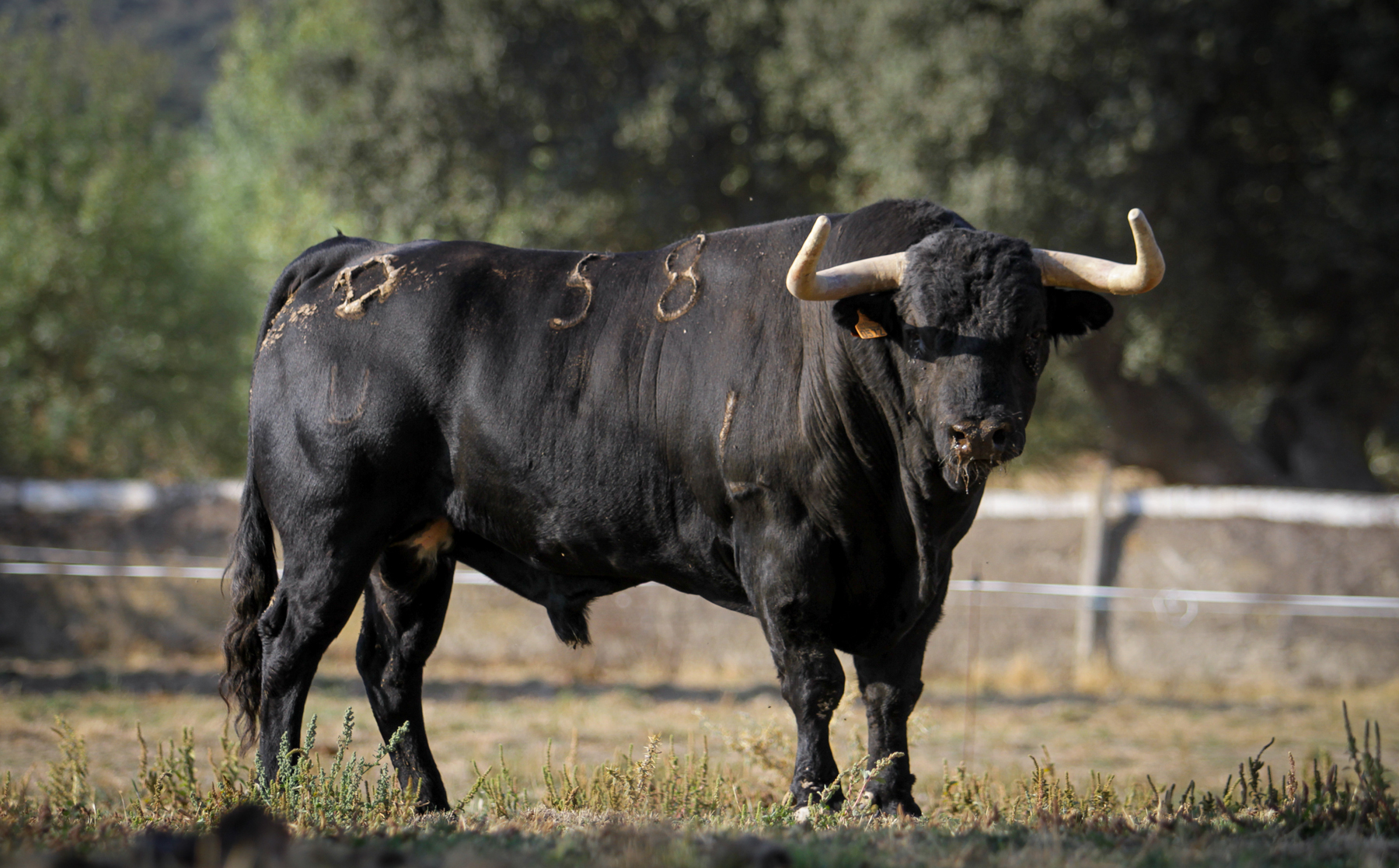 Toros de Puerto de San Lorenzo para Zaragoza