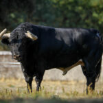 Toros de Puerto de San Lorenzo para Zaragoza