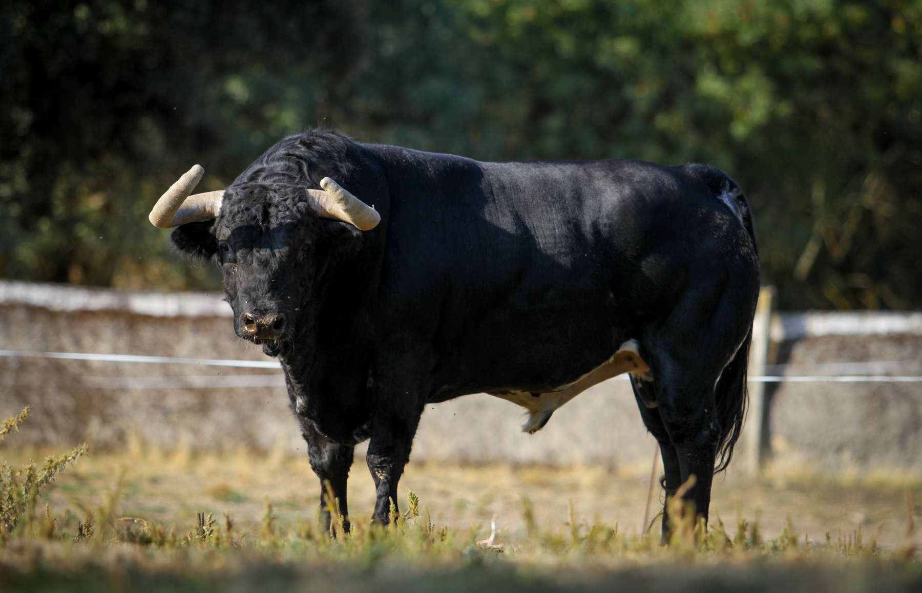 Toros de Puerto de San Lorenzo para Zaragoza