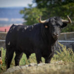 Toros de Puerto de San Lorenzo para Zaragoza