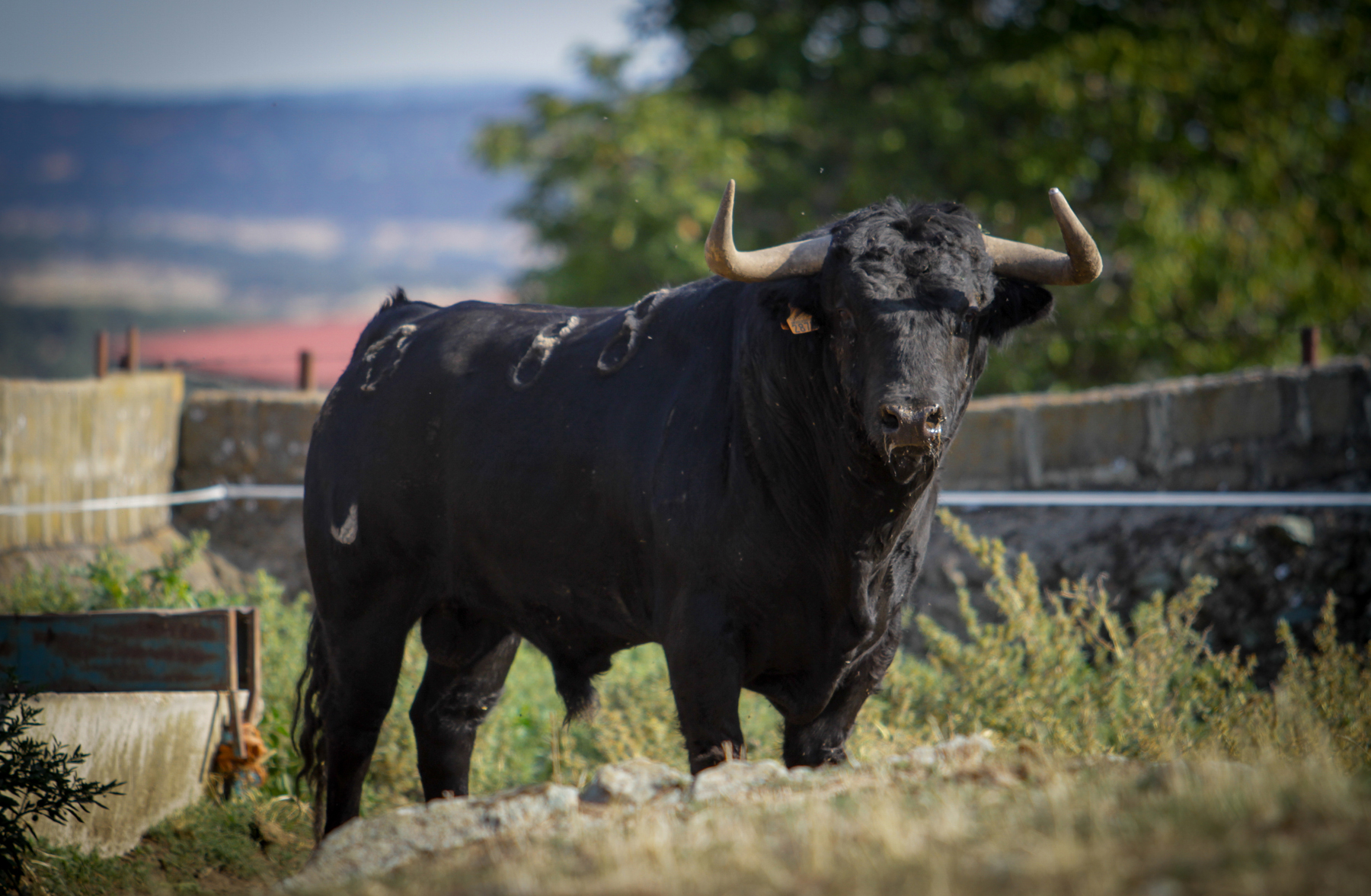 Toros de Puerto de San Lorenzo para Zaragoza