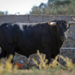 Toros de Puerto de San Lorenzo para Zaragoza