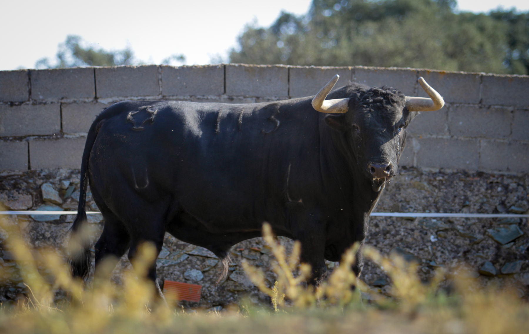 Toros de Puerto de San Lorenzo para Zaragoza