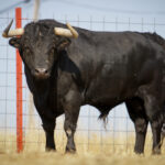 Toros de Puerto de San Lorenzo para Zaragoza