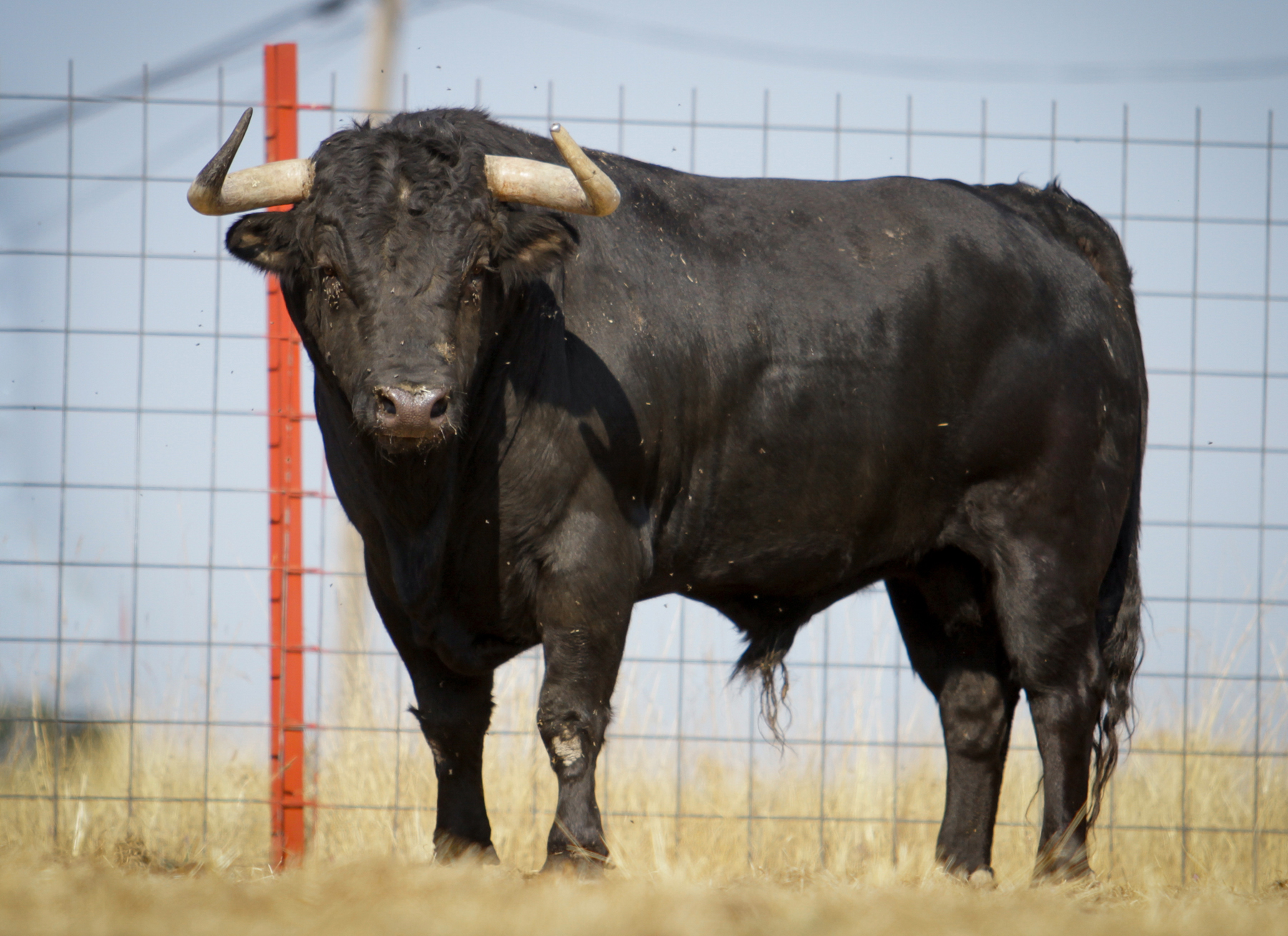Toros de Puerto de San Lorenzo para Zaragoza