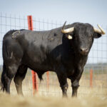Toros de Puerto de San Lorenzo para Zaragoza