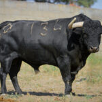 Toros de Puerto de San Lorenzo para Zaragoza