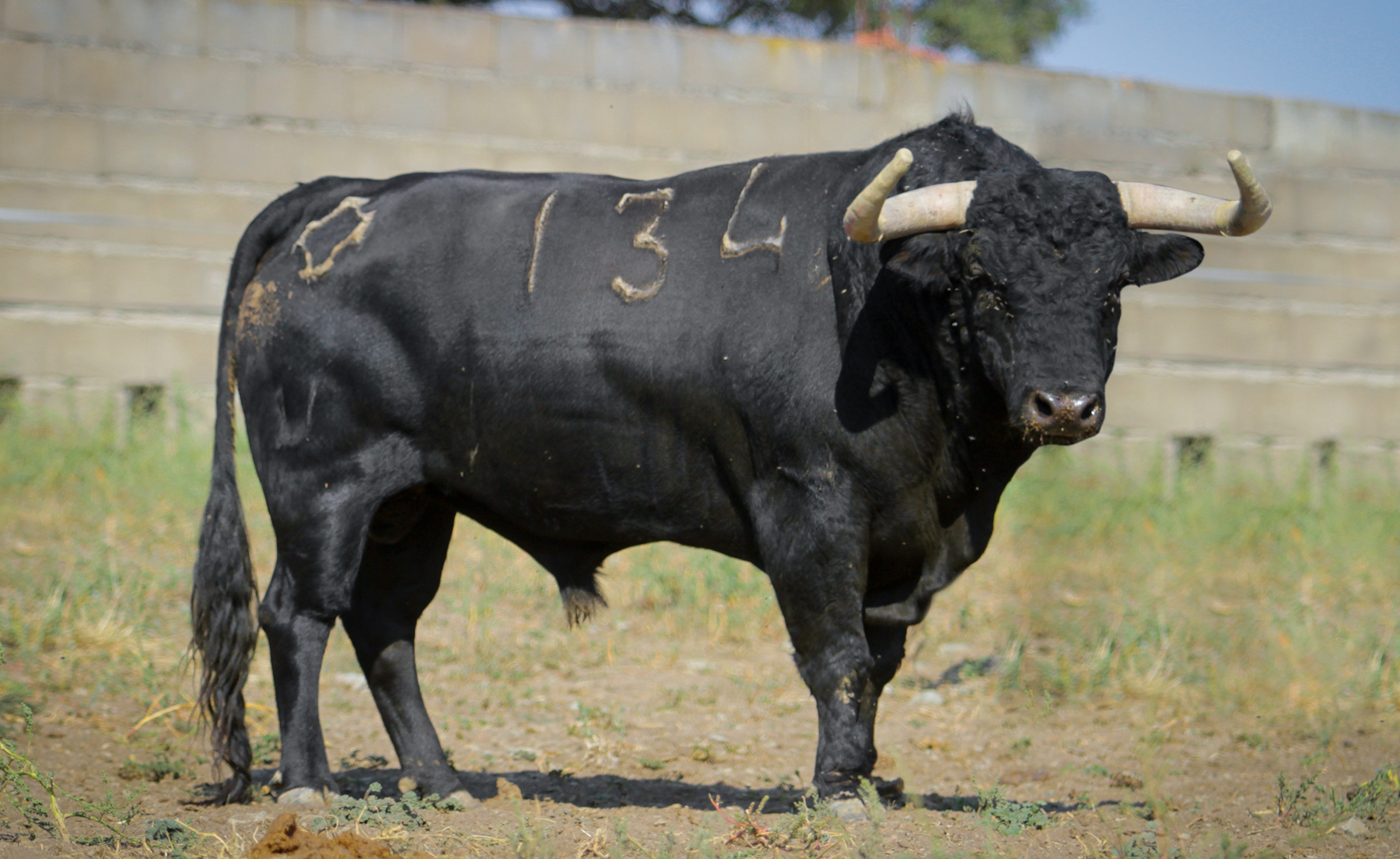 Toros de Puerto de San Lorenzo para Zaragoza