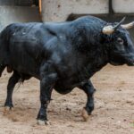 Madrid - Feria de Otoño - Sorteo - Domingo 7 de octubre de 2018