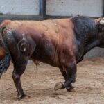 Madrid - Feria de Otoño - Sorteo - Domingo 7 de octubre de 2018