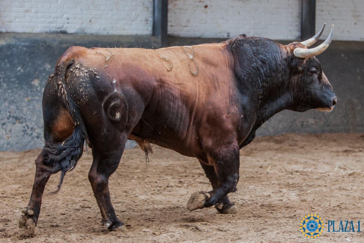 Madrid - Feria de Otoño - Sorteo - Domingo 7 de octubre de 2018
