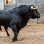 Madrid - Feria de Otoño - Sorteo - Domingo 7 de octubre de 2018