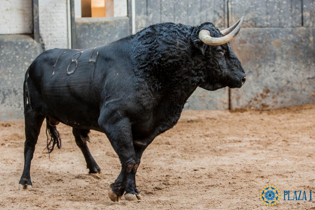 Madrid - Feria de Otoño - Sorteo - Domingo 7 de octubre de 2018