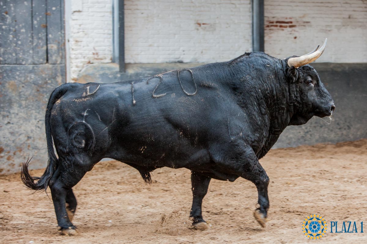 Madrid - Feria de Otoño - Sorteo - Domingo 7 de octubre de 2018