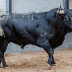 Madrid - Feria de Otoño - Sorteo - Domingo 7 de octubre de 2018