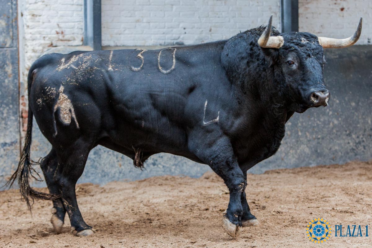 Madrid - Feria de Otoño - Sorteo - Domingo 7 de octubre de 2018