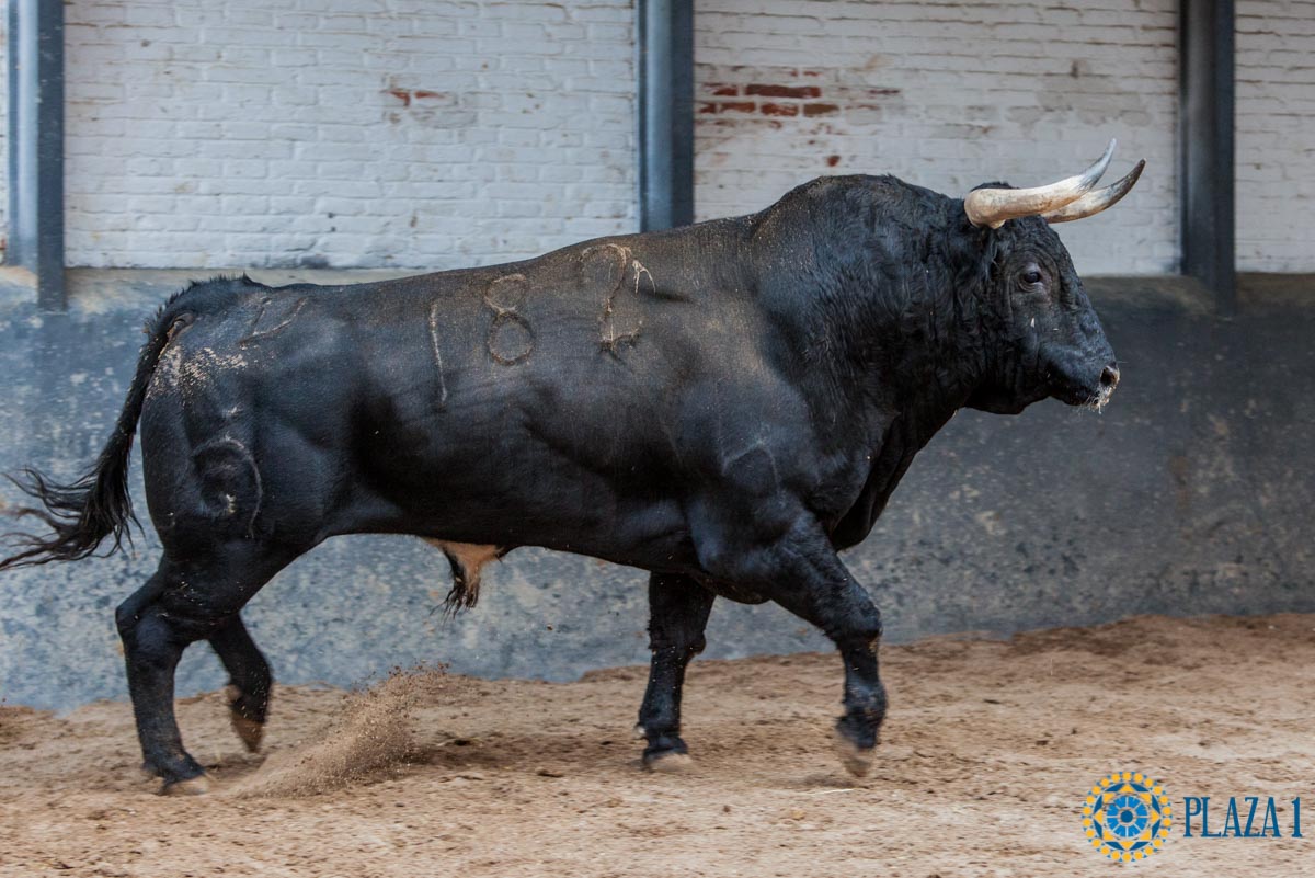 Madrid - Feria de Otoño - Sorteo - Domingo 7 de octubre de 2018