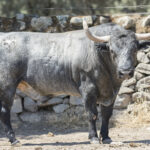 Toros de Adolfo Martín para Zaragoza. 11 de octubre de 2018
