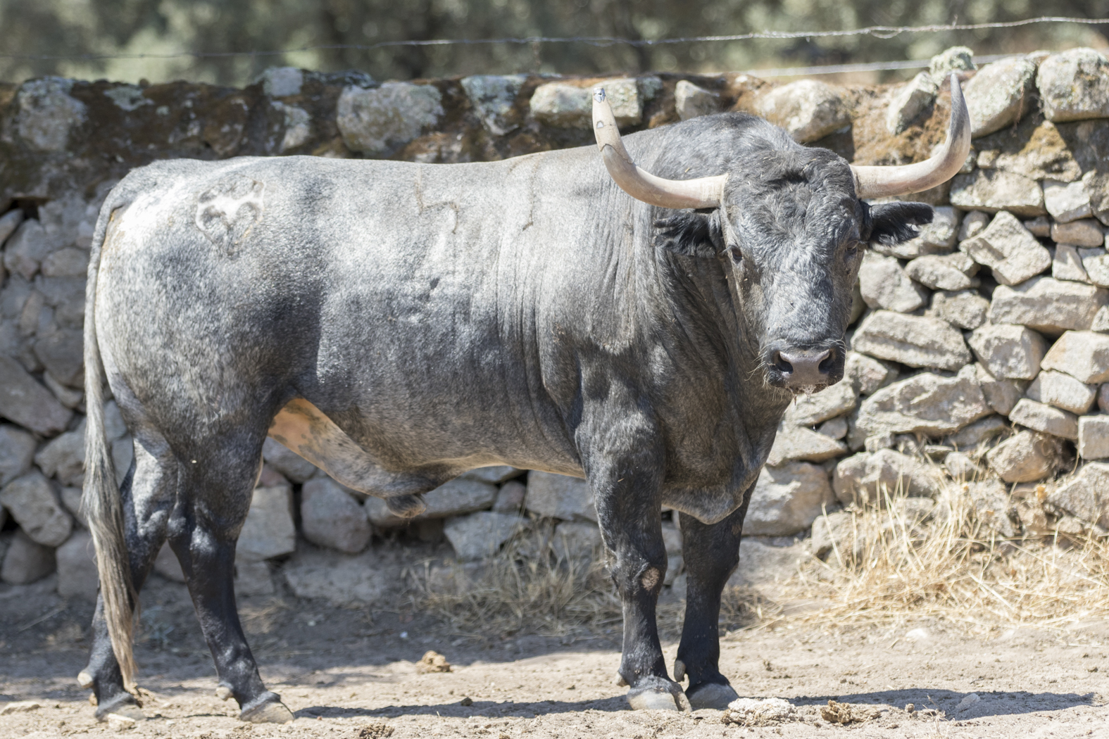 Toros de Adolfo Martín para Zaragoza. 11 de octubre de 2018