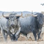 Toros de Adolfo Martín para la Feria de Otoño de Madrid 2018