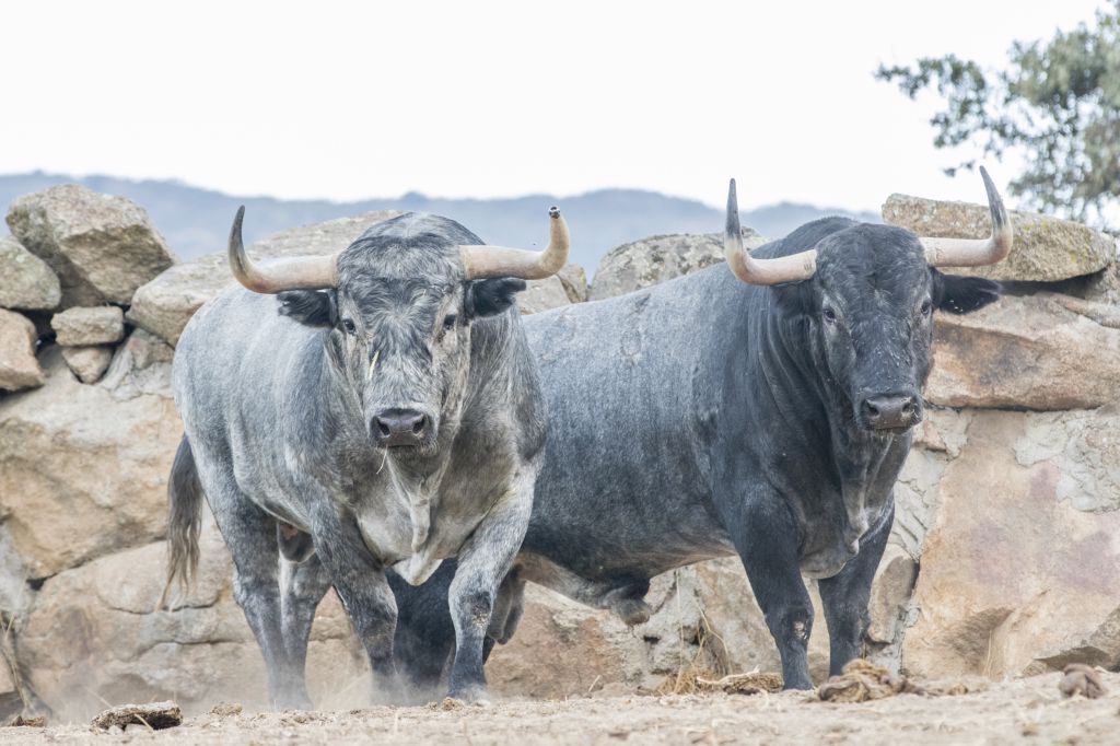 Toros de Adolfo Martín para la Feria de Otoño de Madrid 2018