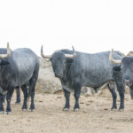Toros de Adolfo Martín para la Feria de Otoño de Madrid 2018