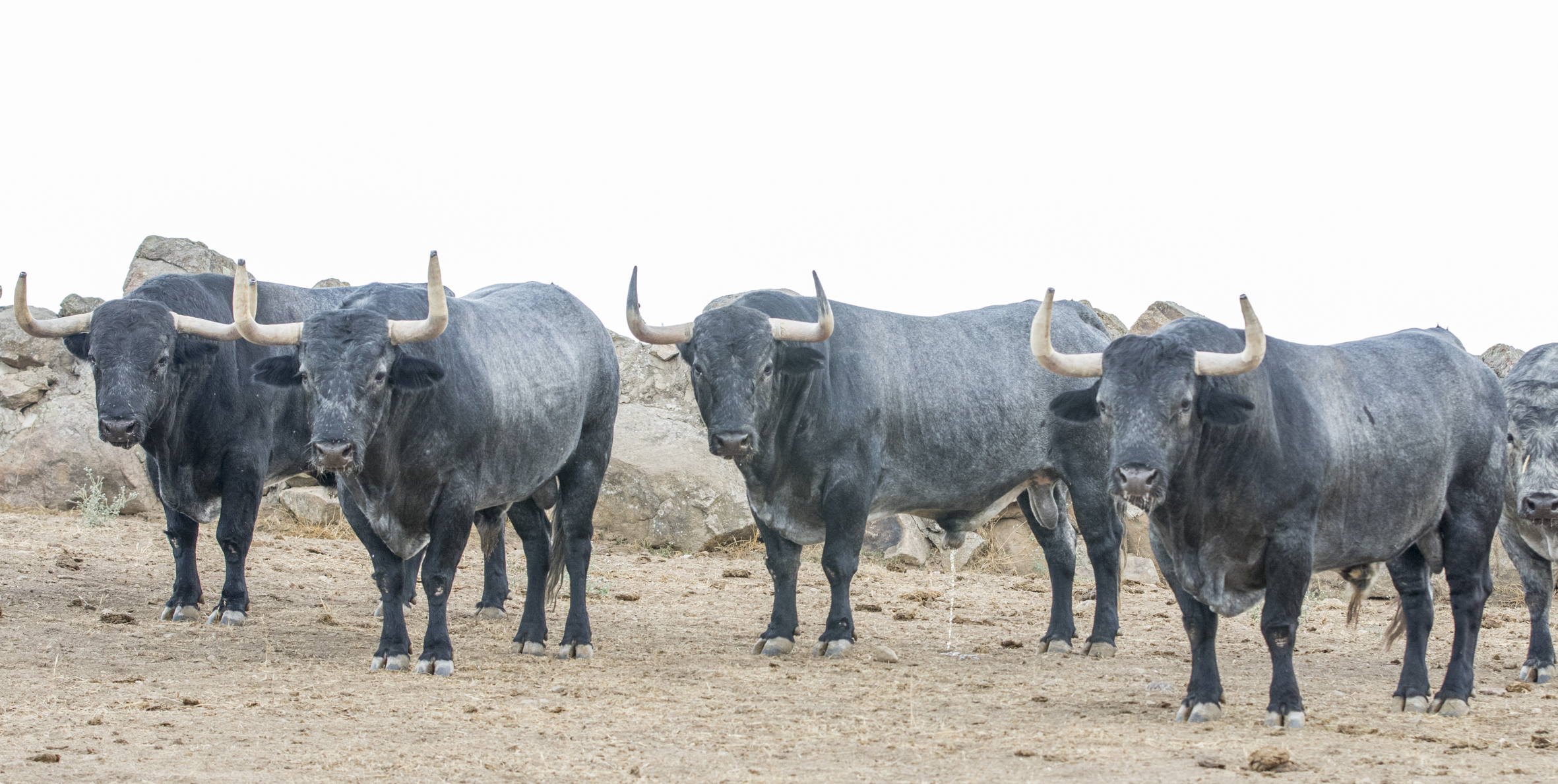 Toros de Adolfo Martín para la Feria de Otoño de Madrid 2018