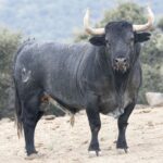 Toros de Adolfo Martín para la Feria de Otoño de Madrid 2018
