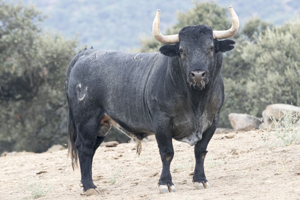 Toros de Adolfo Martín para la Feria de Otoño de Madrid 2018