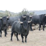 Toros de Adolfo Martín para la Feria de Otoño de Madrid 2018