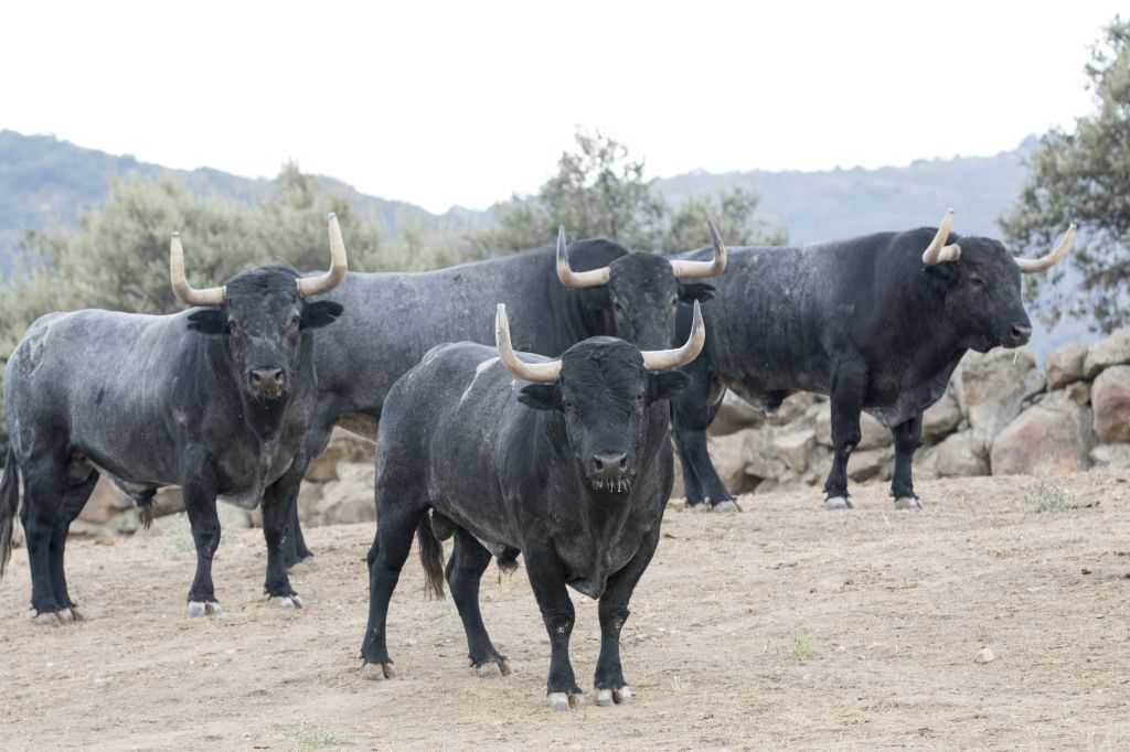 Toros de Adolfo Martín para la Feria de Otoño de Madrid 2018