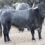 Toros de Adolfo Martín para la Feria de Otoño de Madrid 2018