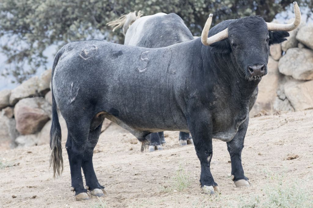 Toros de Adolfo Martín para la Feria de Otoño de Madrid 2018