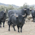 Toros de Adolfo Martín para la Feria de Otoño de Madrid 2018