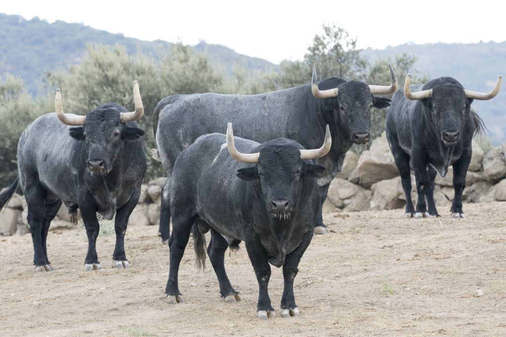 Toros de Adolfo Martín para la Feria de Otoño de Madrid 2018