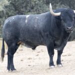 Toros de Adolfo Martín para la Feria de Otoño de Madrid 2018