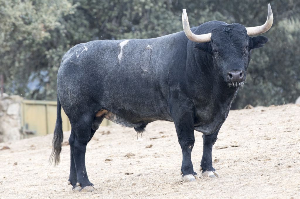 Toros de Adolfo Martín para la Feria de Otoño de Madrid 2018