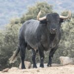 Toros de Adolfo Martín para la Feria de Otoño de Madrid 2018