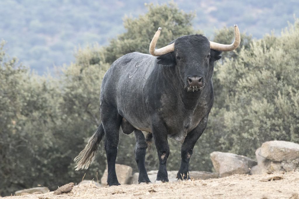 Toros de Adolfo Martín para la Feria de Otoño de Madrid 2018