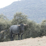 Toros de Adolfo Martín para la Feria de Otoño de Madrid 2018