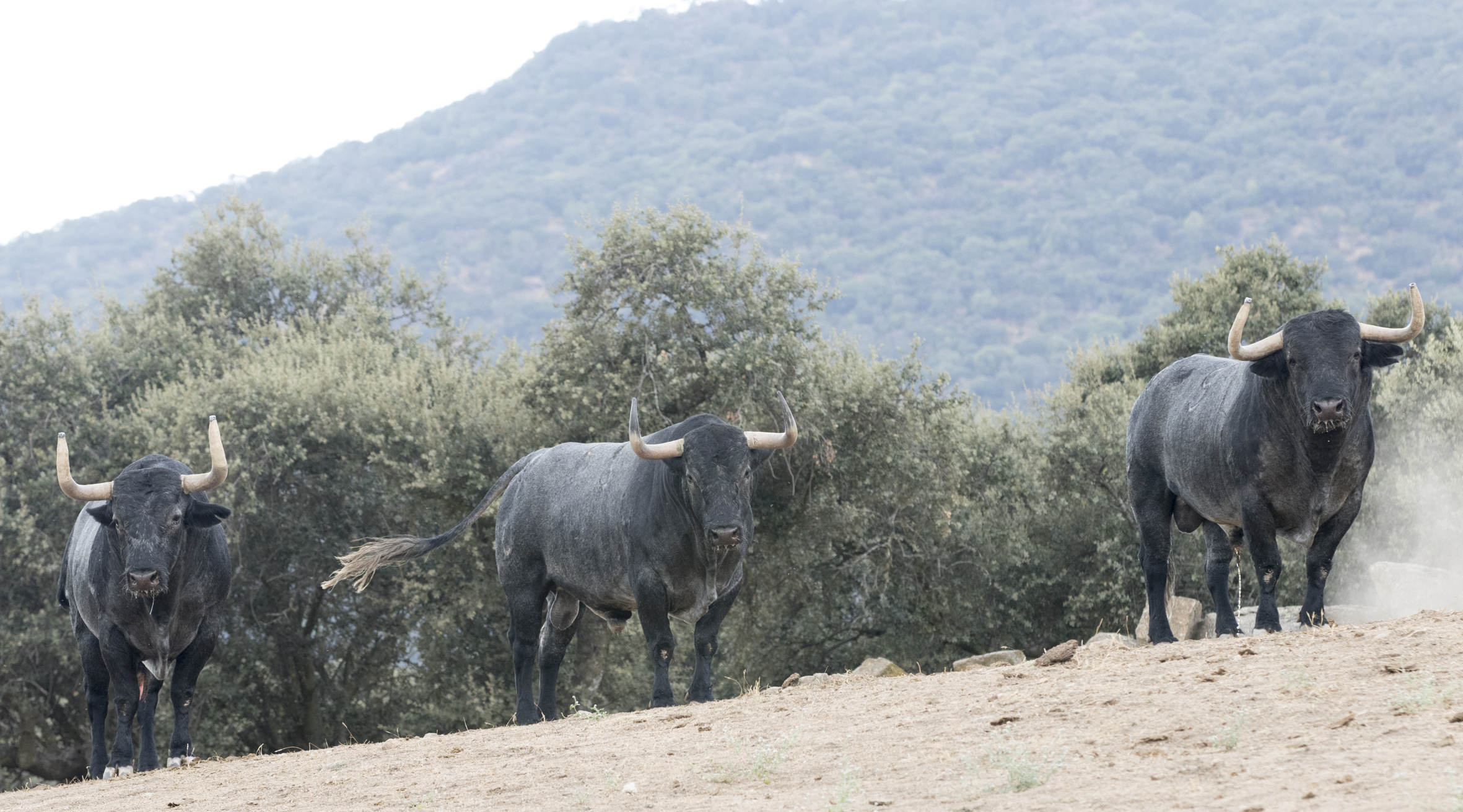 Toros de Adolfo Martín para la Feria de Otoño de Madrid 2018