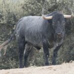 Toros de Adolfo Martín para la Feria de Otoño de Madrid 2018
