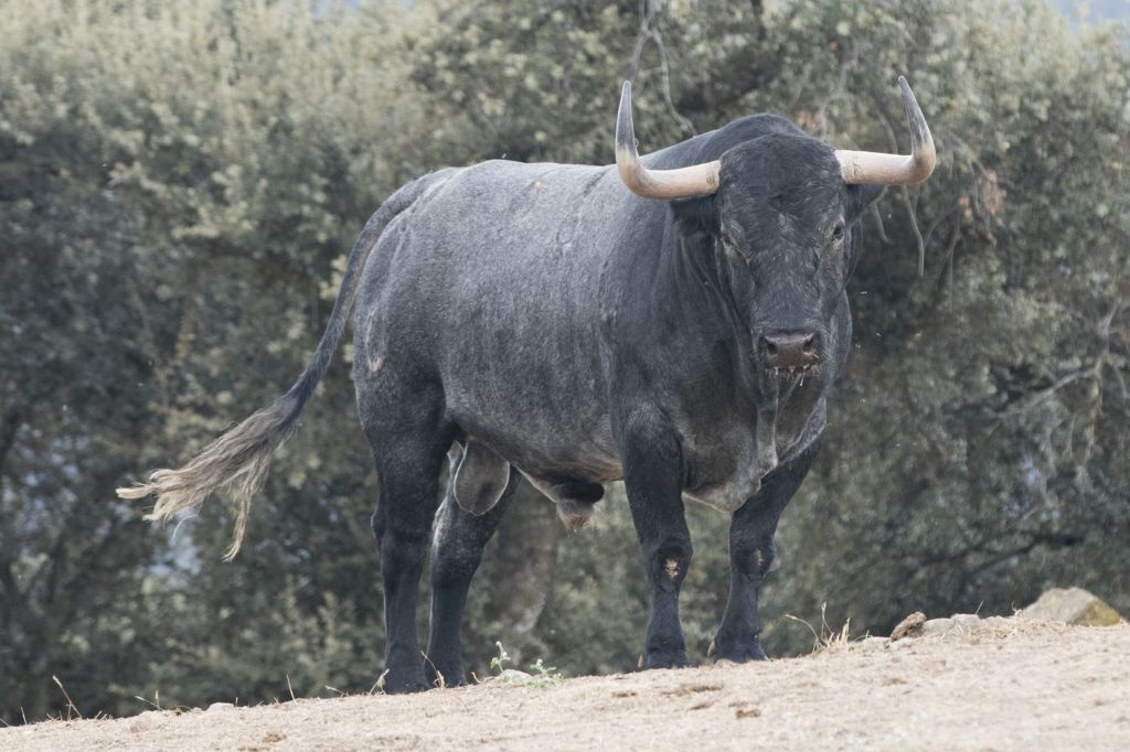 Toros de Adolfo Martín para la Feria de Otoño de Madrid 2018
