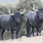 Toros de Adolfo Martín para la Feria de Otoño de Madrid 2018